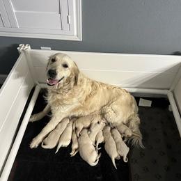 Pink dots - Light golden female Golden Retriever puppy in Denison, Texas from Blair Family Goldens