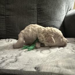 Poodle Puppies from Foxy Poodles