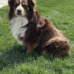 Miniature Australian Shepherd All Grown Up from ME Kennels