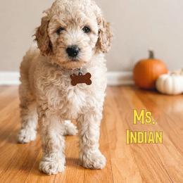 Ms. Indian - Apricot female Cavapoo puppy in Sacramento, California from Dandy Doodles Goldendoodles