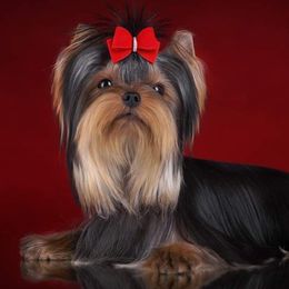 Mark - Yorkshire Terrier