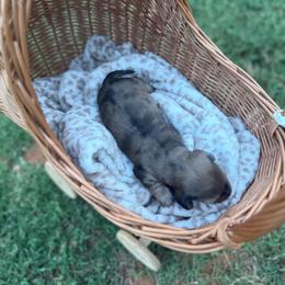 Forest - Dapple male Dachshund puppy in Ecru, Mississippi from Toddy Kennels