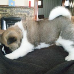 Boy 2 - Fawn male Akita puppy in Granbury, Texas from Folklore Akitas