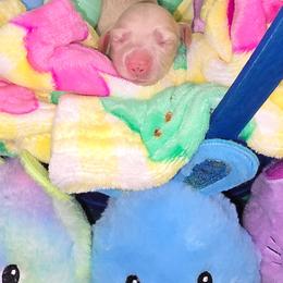 Oliver - Cream male Dachshund puppy in Florence, Mississippi from Rosies Doxies and Poodles CKC