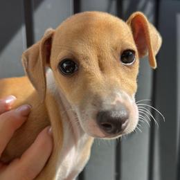 Winnie - Red female Italian Greyhound puppy in Southwest Florida, Florida from Woofford Italian Greyhounds