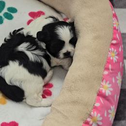 Myrtle - Black and white female Shihpoo puppy in Rural Retreat, Virginia from Kopydlowski's Shihpoo and Shichon pups