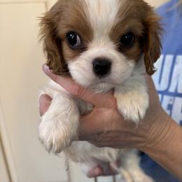 Gingerbread - Blenheim male Cavalier King Charles Spaniel puppy in Rockville, Maryland from Skais the Limit Cavaliers