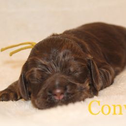 Cockapoo and Cocker Spaniel Puppies from Parker's Cockapoos