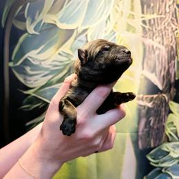 Working Line GSD Pink Girl - Sable female German Shepherd puppy in Laguna Niguel, California from Barenstadt Kennels