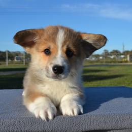 Sage - Sable male Pembroke Welsh Corgi puppy in Edna, Texas from MG Corgis