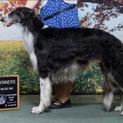 Dash - Borzoi