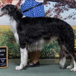 Dash - Borzoi