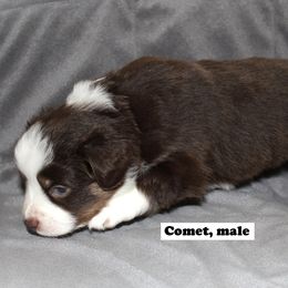 Miniature Australian Shepherd Puppies from Monticello Mini's