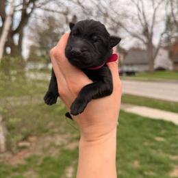 Periwinkle - Black female German Shepherd puppy in Perrysburg, Ohio from Fancy GSDs