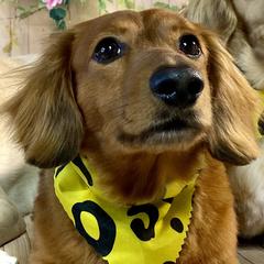 Rizzo - Dachshund