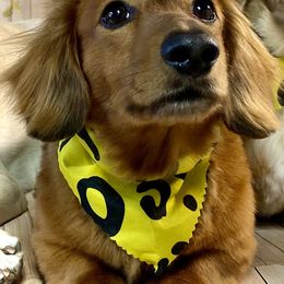 Rizzo - Dachshund
