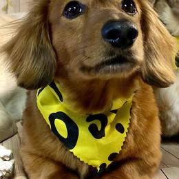 Rizzo - Dachshund