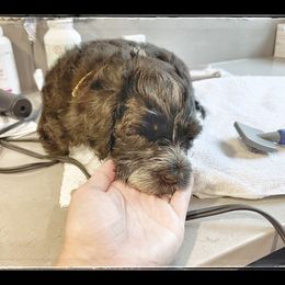 Portuguese Water Dog Puppies from Yellowstone Porties