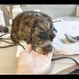 Portuguese Water Dog Puppies from Yellowstone Porties