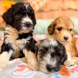 Velvet - Black and white female Aussiedoodle puppy in Dickerson, Maryland from Pawsome Aussie Doodles and Oodles
