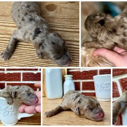 Goldendoodle and Poodle Puppies from SnickerDoodlePups