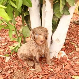 Leo - Red merle male Aussiedoodle puppy in Apache Junction, Arizona from Loving Doodle