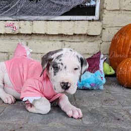 Tiffany - Great Dane puppy from Stark Danes