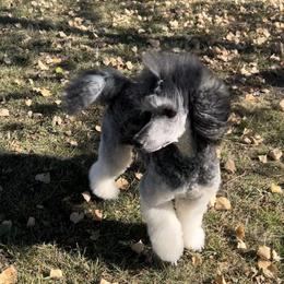 Scarlett - Poodle