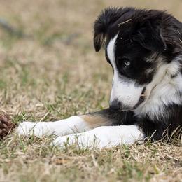 Border Collie Puppies from Bond Border Collies