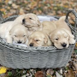 Golden Retriever Puppies from Seven Hills Goldens