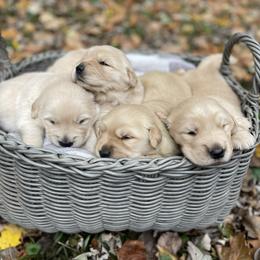 Golden Retriever Puppies from Seven Hills Goldens