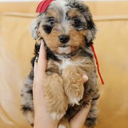 Female Mini Multigenerational Bernedoodle 'Jessie' Red Collar - Merle female Bernedoodle puppy in Kamas, Utah from A + E Farms