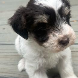 Trixie - Parti female Miniature Schnauzer puppy in Salisbury, North Carolina from Truffle Tail Schnauzers