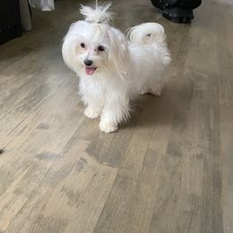 Polar - Maltese