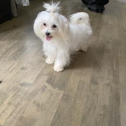 Polar - Maltese