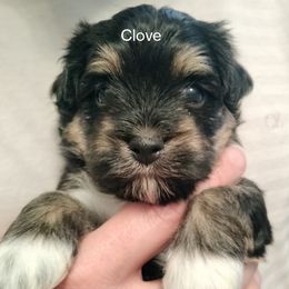 Clove - Black and tan female Havanese puppy in New Castle, Colorado from Havanese Havaton Pups