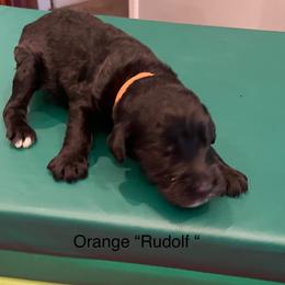Rudolf - Black male Goldendoodle puppy in St Johns, Florida from Nini's Poodles and Doodles of St. Johns Co.