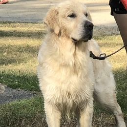 Golden Retrievers from MarGold Goldens