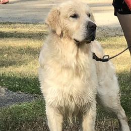Golden Retrievers from MarGold Goldens