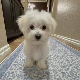 Maltese puppies from Adorable Maltese Puppies