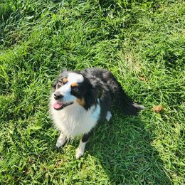 Bella - Miniature Australian Shepherd