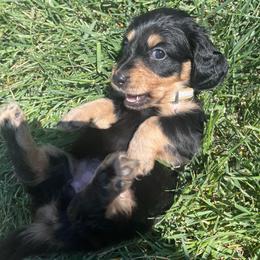 B and C 1 - Black and cream female Dachshund puppy in Kersey, Colorado from Ranchin Doxies