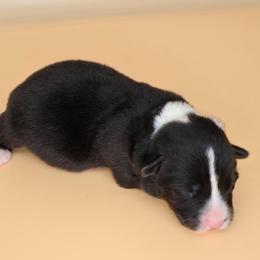 Moose (Orange collar) - Black and white male American Corgi puppy in Omaha, Arkansas from DnD Corgis