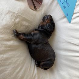 Triangle - Red female Redbone Coonhound puppy in Angleton, Texas from Dorsett Dogs