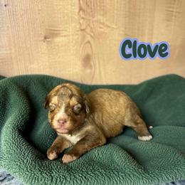 Clove - Brown and white male Aussiedoodle puppy in Ellenburg Center, New York from Kristin's Puppies