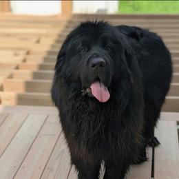 Bernie - Newfoundland