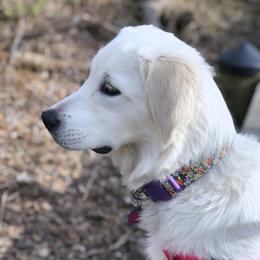 Magic - Golden Retriever