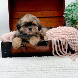 Thatcher - Brindle male Shihpoo puppy in North Carolina from NC Doodle Puppies