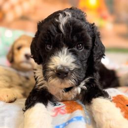 Velvet - Black and white female Aussiedoodle puppy in Dickerson, Maryland from Pawsome Aussie Doodles and Oodles
