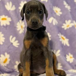 Black Collar - Blue and rust female Doberman Pinscher puppy in Lake City, Florida from Paintedcrazy Doberman Pinchers